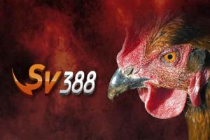 Cách chơi Sv388 đá gà trực tiếp như thế nào?