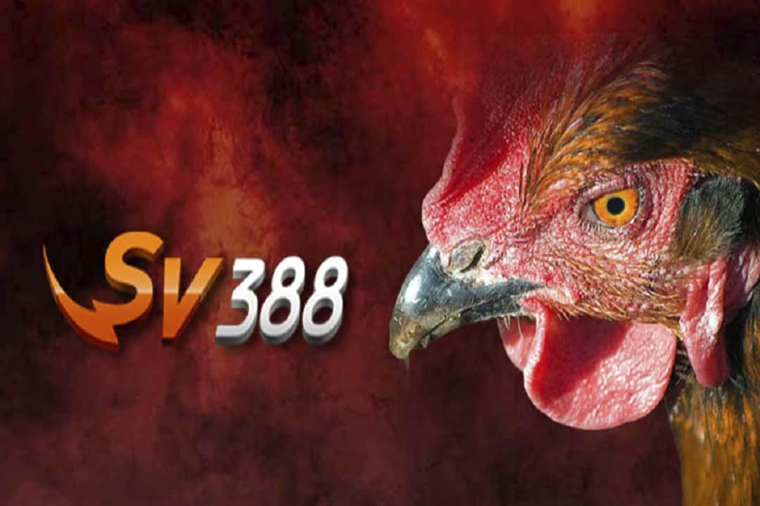 Cách chơi Sv388 đá gà trực tiếp như thế nào?